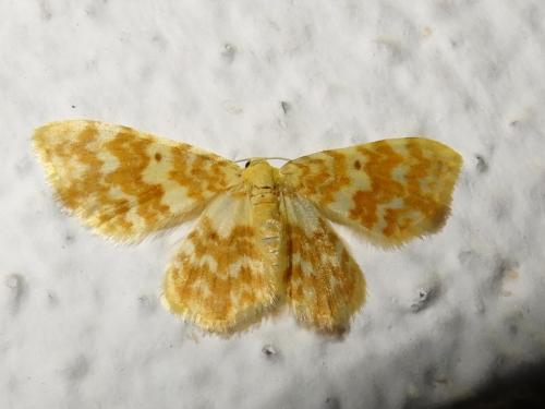 Réf. 208 098 : Hydrelia flammeolaria